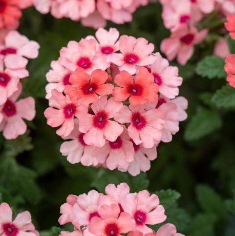 Verbena x 'Showboat Mango Naranja'