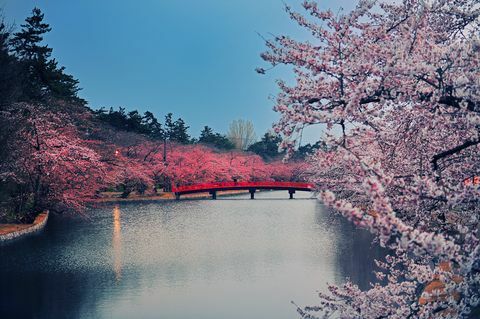 Parque de los cerezos en flor