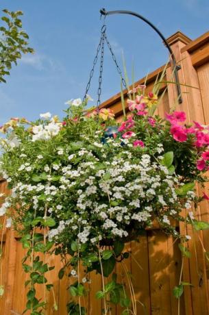 Una colorida cesta colgante llena de petunias, bacopa y otras plantas en el patio trasero.