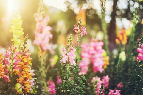 Flores coloridas de snapdragon