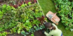 vista de pájaro de una mujer jardinera deshierbando un huerto orgánico con un tenedor de mano, mientras se arrodilla sobre hierba verde y usa botas rojas de agua