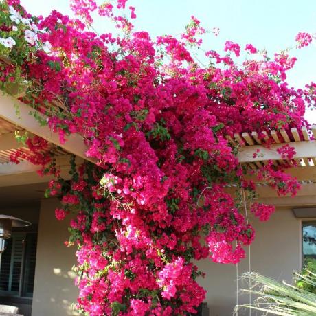 Pink Bougainvillea-South American Jasmine 100 Semillas