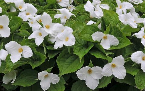 plantas-tropicales-trillium-grandiflorum