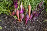 9 pasos para crear un jardín comestible