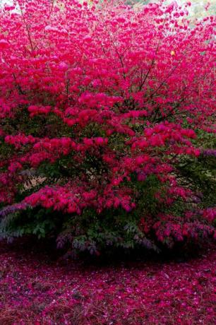 Arbusto ardiente de color rosa y rojo brillante en otoño con el suelo debajo de él cubierto de hojas caídas