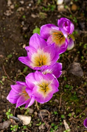 El azafrán de la lila del otoño florece en el jardín en septiembre octubre