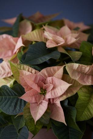 Flor de pascua rosa