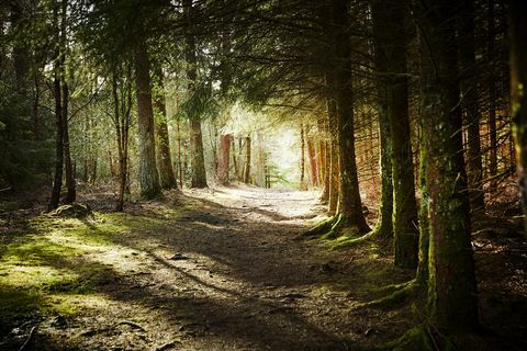 Hermosos bosques en el Reino Unido para probar Forest Bathing