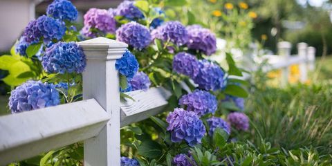 Sobre las hortensias