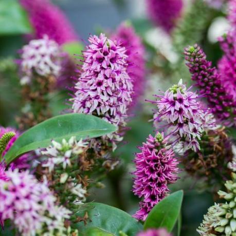 hebe hebedonna nikka es un arbusto de hoja perenne, una planta de la familia plantaginaceae arbusto en flor veronica que florece con flores rosa magenta, hojas verdes, vertical