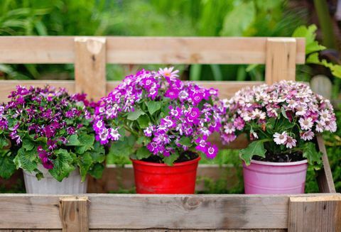 Flores y plantas en macetas al aire libre