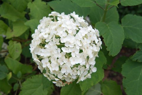 Hortensia Annabelle