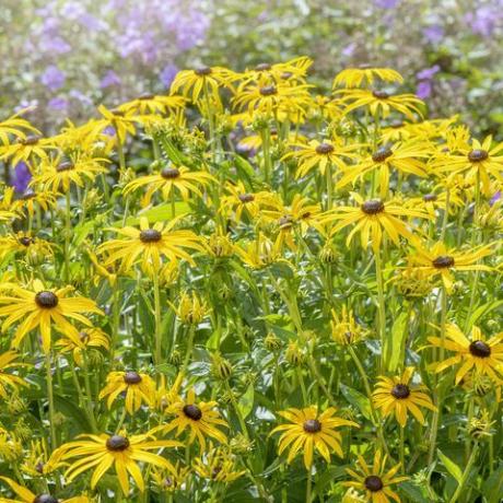 Hermosa floración de verano, amarillo rudbeckia fulgida var sullivantii 'goldsturm' flores de susan de ojos negros