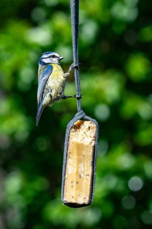 La fauna urbana con un bluetit (cyanistes caeruleus) encaramado y alimentándose de un comedero para pájaros de sebo de jardín