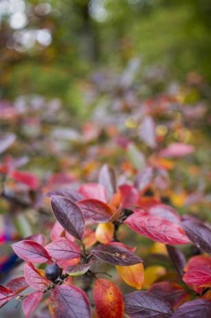 Fondo de otoño brillante hojas y frutos de chokeberry bush foto de alta calidad