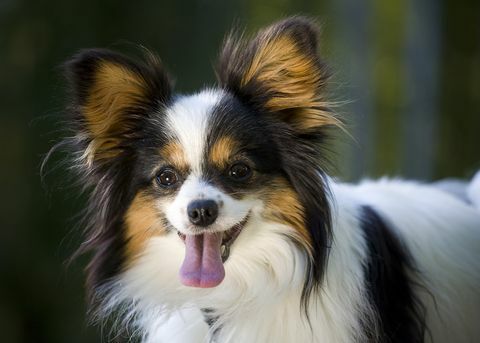 Raza de perro Papillion