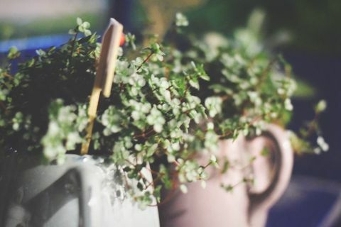 Plantas en macetas en el jardín por la noche