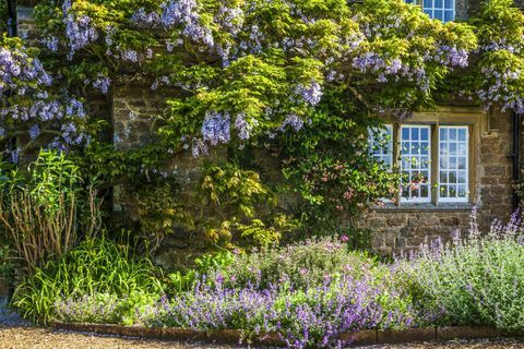 Wisteria sinensis china que florece alrededor de la ventana geminada de una logia georgiana