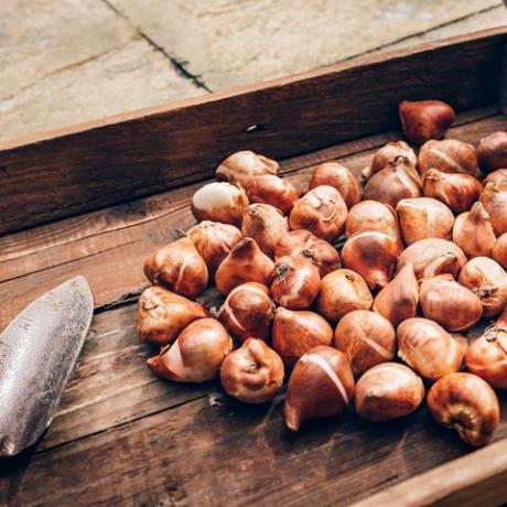 bulbos de tulipán en caja de madera, bulbos para plantar durante el otoño