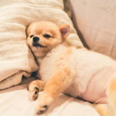 Perro pomerania durmiendo en una almohada en la cama, con espacio de copia