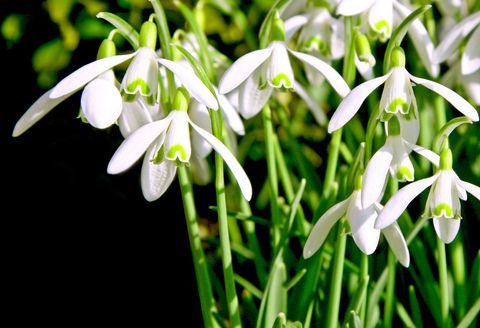 Snowdrops que crecen contra un fondo negro.