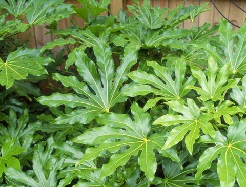 plantas-tropicales-fatsia-japonica