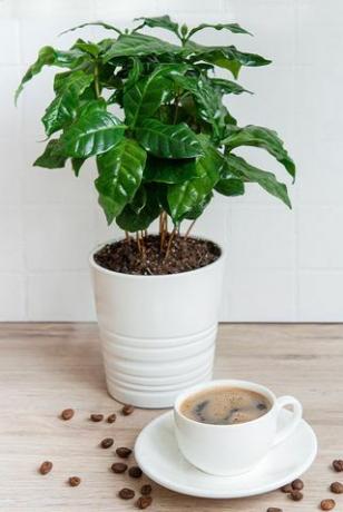 Planta de café en maceta