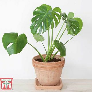 Monstera deliciosa, planta de queso suizo