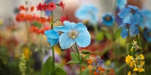 Vista previa del Día del Chelsea Flower Show 2017