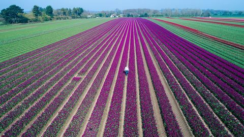 Tulipanes en flor en el último campo de bulbo restante de Gran Bretaña