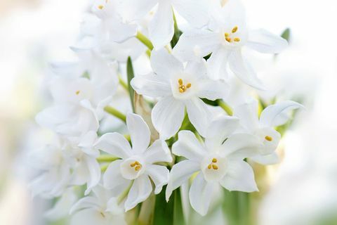 Narcisos 'Paper White' - Narcissus panizzianus white Narcisos con flores de primavera