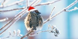 gracioso gorrión esponjoso en un festivo sombrero rojo sentado en las ramas cubiertas de escarcha blanca esponjosa en el Parque de Navidad