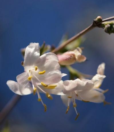 Madreselva de floración invernal en flor contra un cielo azul claro