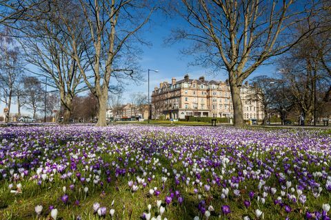 Día de primavera en Harrogate con azafranes