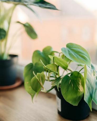 macetas con plantas verdes en la ventana