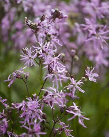 Cerca de ragged robin flor que crece en la pradera de flores silvestres