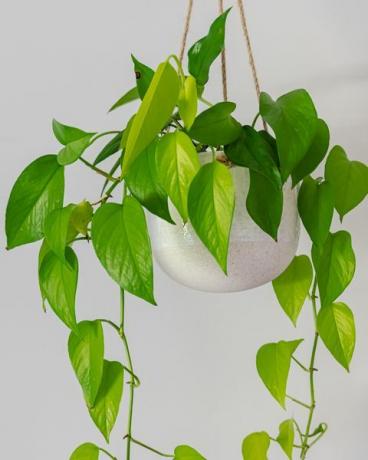 plantas trepadoras diablos ivy golden pothos planta de interior vid en una maceta colgante