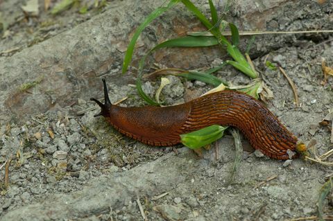 Babosa española en tierra seca