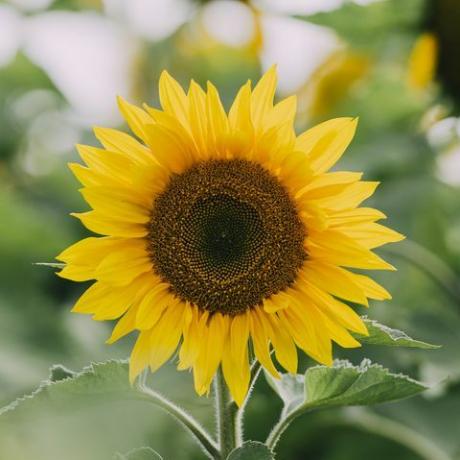 girasoles