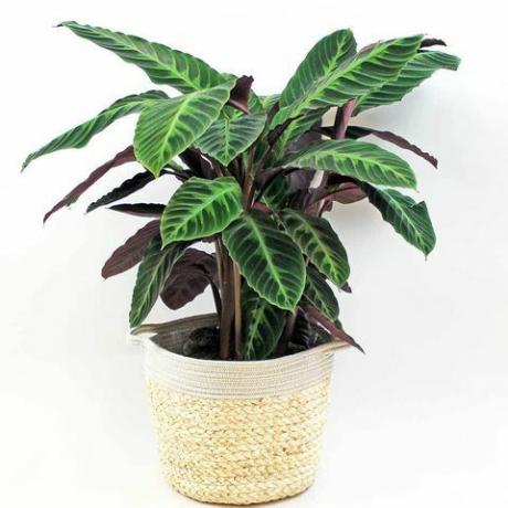 calathea de terciopelo