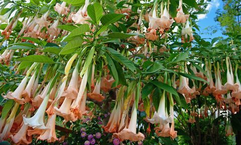 jardín venenoso: flores de la datura