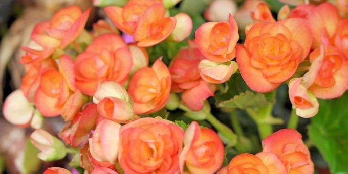 plantas de jardín flores de begonia