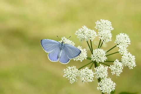 Holly Blue_Iain H Leach, Conservación de mariposas