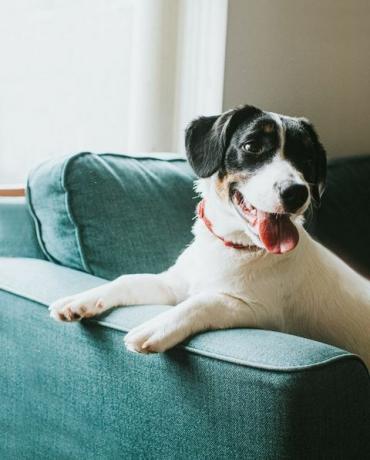 Lindo perro blanco y negro joven se sienta en un cómodo sofá azul frente a una ventana sobre la que cuelga sus patas el brazo de la silla y mira lejos de la cámara, su lengua está colgando y se ve feliz y contenido