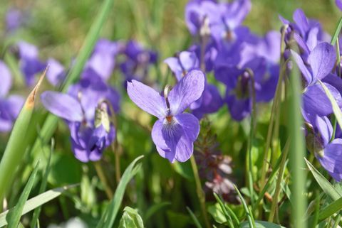 Planta de violeta dulce