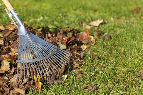 Rastrillo, hojas sobre hierba en jardín