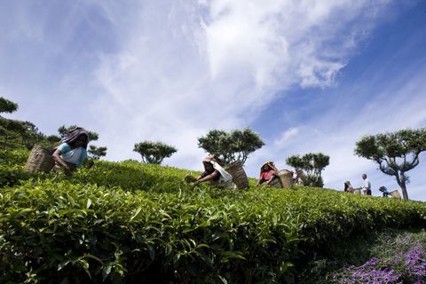 Desplumadores de té en la finca de té Chamraj, Tamil Nadu