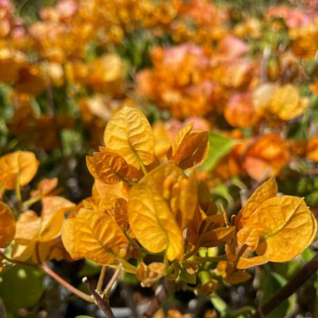 Enredadera de buganvilla de sombra amarilla