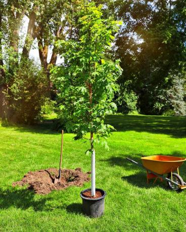 Los árboles añaden valor plantando un árbol.