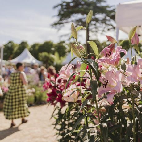 Visitantes de compras en Plant Village en el evento rhs hampton court Flowers After Hours